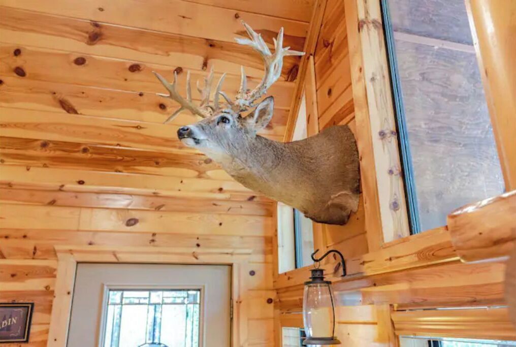 A wooden cabin interior with a mounted deer head on the wall.