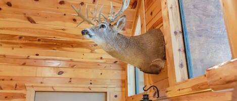 A wooden cabin interior with a mounted deer head on the wall.