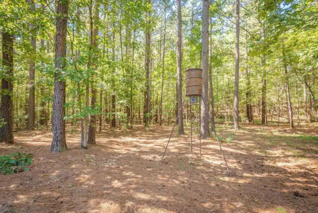 A forest with a metal structure, likely a bird feeder, surrounded by tall trees and a ground covered with pine needles.