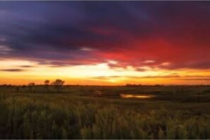 Escape to a serene grassy field surrounded by nature's beauty.