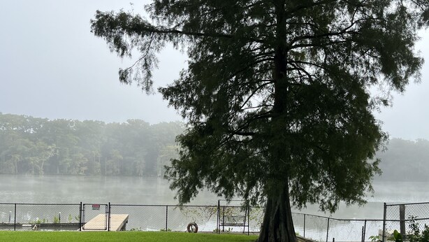 A fenced park area with a large tree and a view of a lake. - Get off the grid in south La (Bayou Vista)
