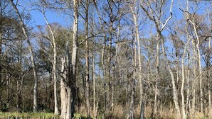 A swampy area with tall trees and murky water. - Get off the grid in south La (Bayou Vista)