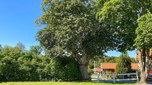 A large tree in a grassy area with a white fence and a red-roofed building in the background.