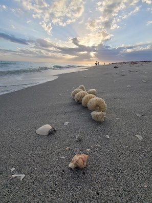 Une plage bordée d’une rangée de coquillages et parsemée de quelques coquilles éparpillées sur le sable.