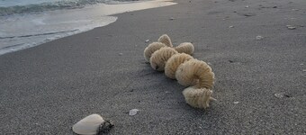 ---BEAUTIFUL TROPICAL GARDEN HEATED POOL HOME ---
/AN OPTION BOAT RENTAL