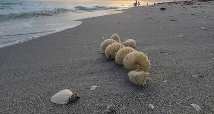 ---BEAUTIFUL TROPICAL GARDEN HEATED POOL HOME ---
/AN OPTION BOAT RENTAL