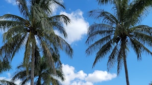 A residential driveway leading to a house with a garage, surrounded by palm trees and a clear sky. - ---BEAUTIFUL TROPICAL GARDEN HEATED POOL HOME ---
/AN OPTION BOAT RENTAL (Cape Coral)