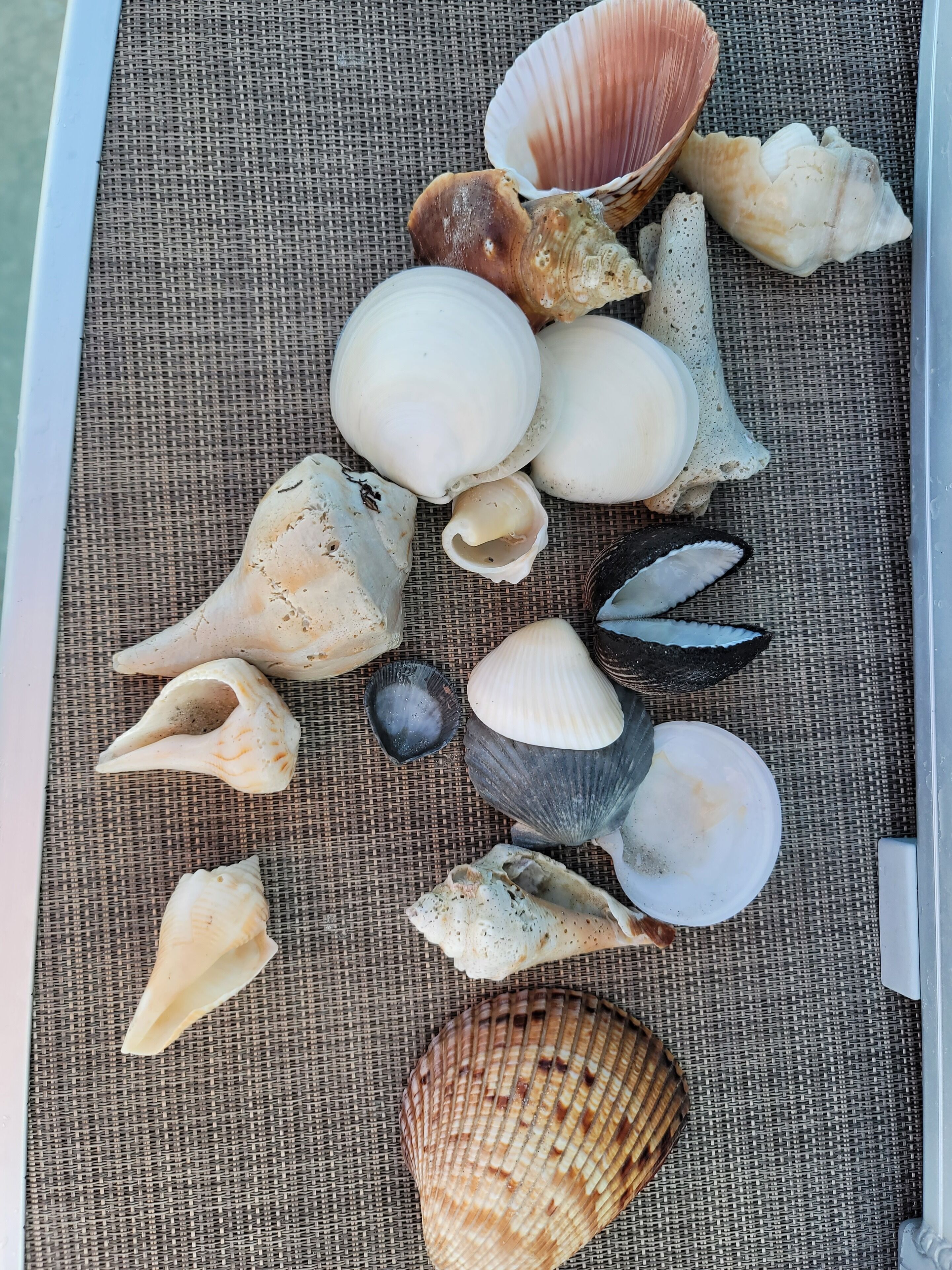 A collection of seashells on a woven mat.
