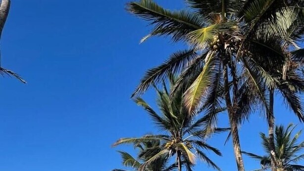 Ein Strand mit Palmen, Liegestühlen und einer Holzkonstruktion.