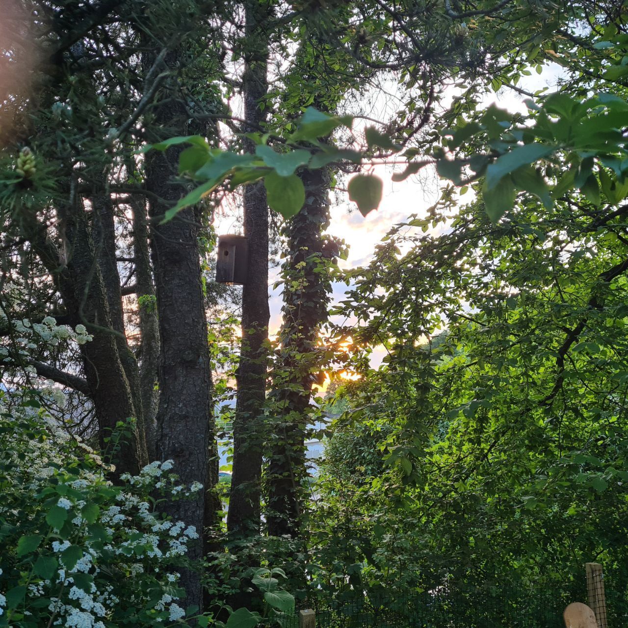 A dense forest with tall trees and a wooden structure amidst the foliage.
