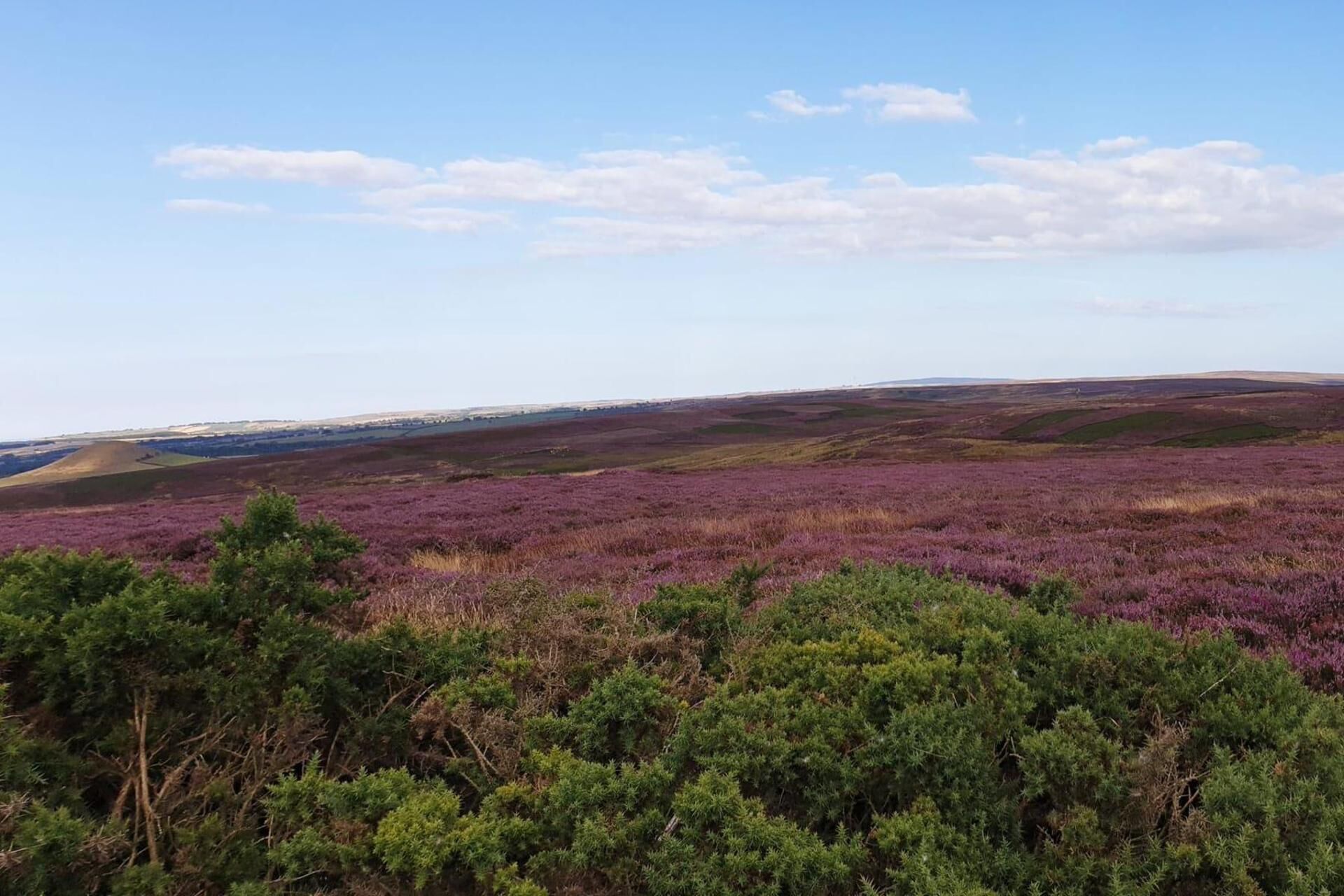 Een uitgestrekt landschap met paarse heidevelden en groene struiken.