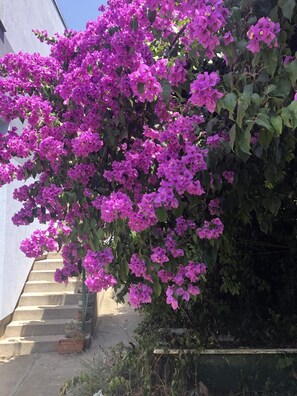 Property grounds - Charming new House on Islandfew Steps From the sea (Kali)