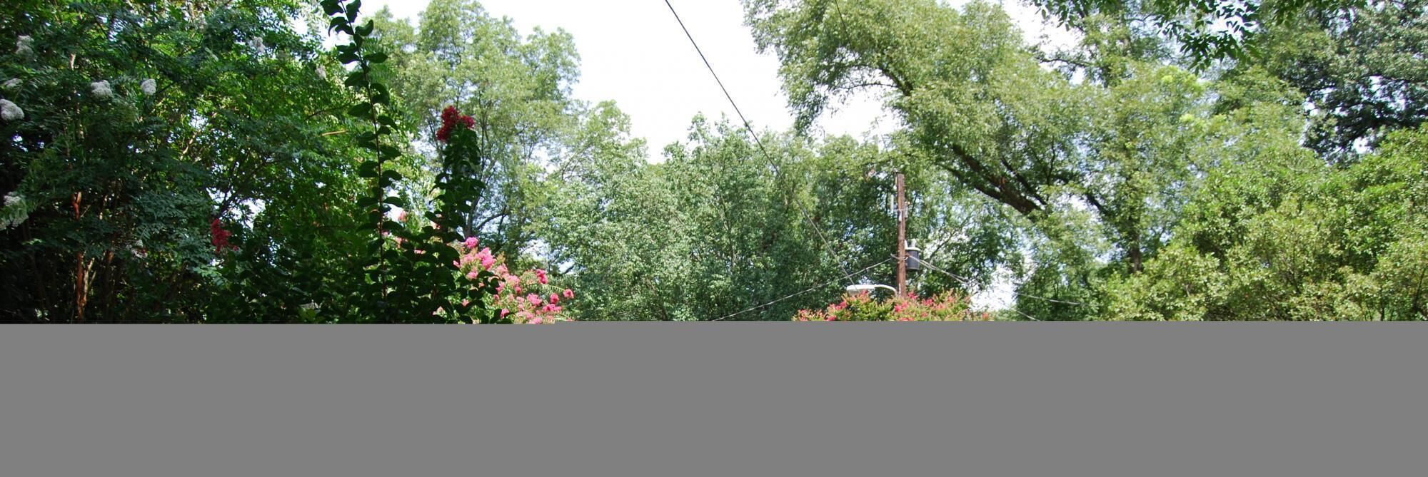 A dense forest with tall trees and some pink flowers.
