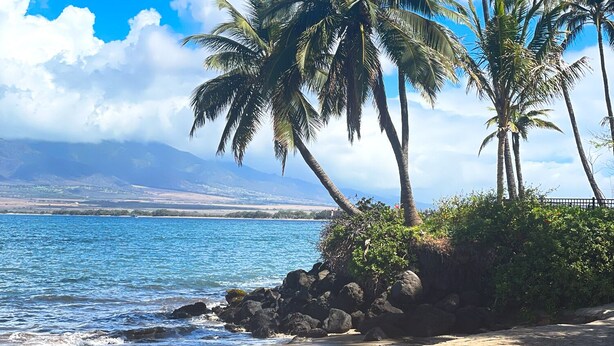 Une plage bordée de palmiers, sous un ciel bleu et dégagé.