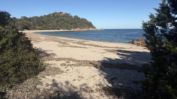 Une plage avec un rivage sablonneux, un ciel bleu dégagé et une colline boisée en arrière-plan.