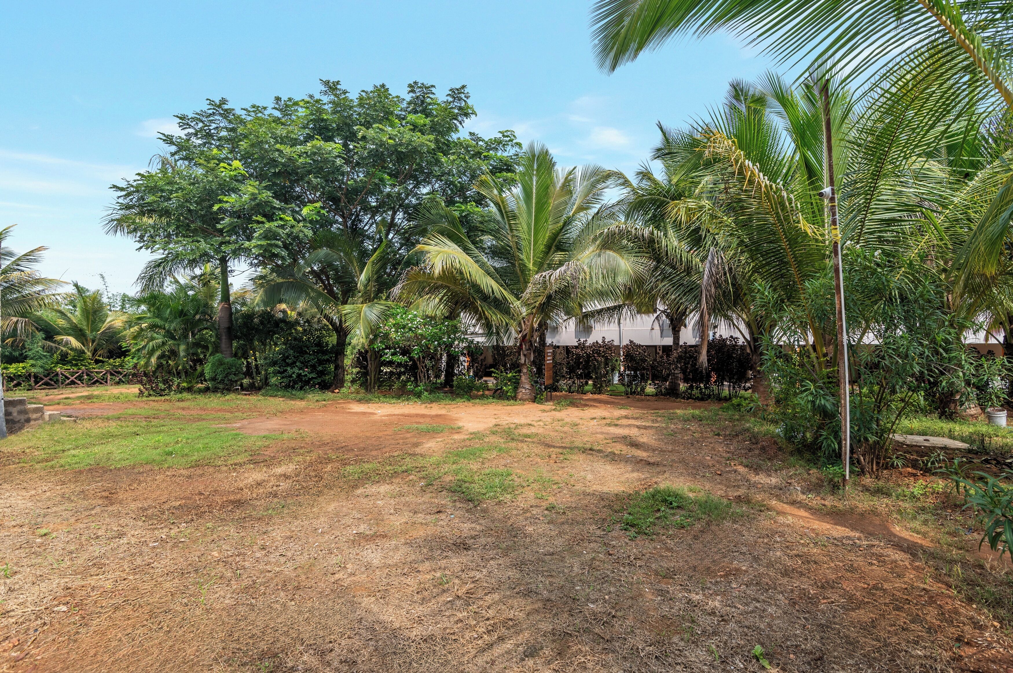 A garden with palm trees and a dirt path.