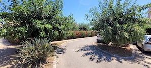 Stroll through a serene residential street lined with lush greenery and flowering plants.