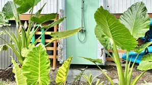 Une porte verte donnant sur une douche, entourée de grandes plantes vertes.