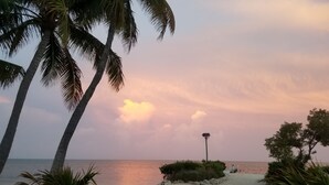 A beach with palm trees, a private property sign, and a nest on a tree. - Charming 2 bed, 2 bath cottage 100 feet from private sandy ocean beach (Islamorada)