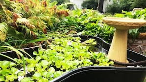A garden with various plants and a birdbath. - The Gathering Place, rent the entire home (Erie)