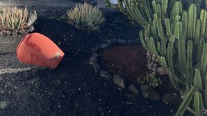 A rooftop garden with cacti, a palm tree, and a red planter. - Luxury villa - with a heated pool, hot tub, sea views, aircon, WiFi, UK TV (Playa Blanca)