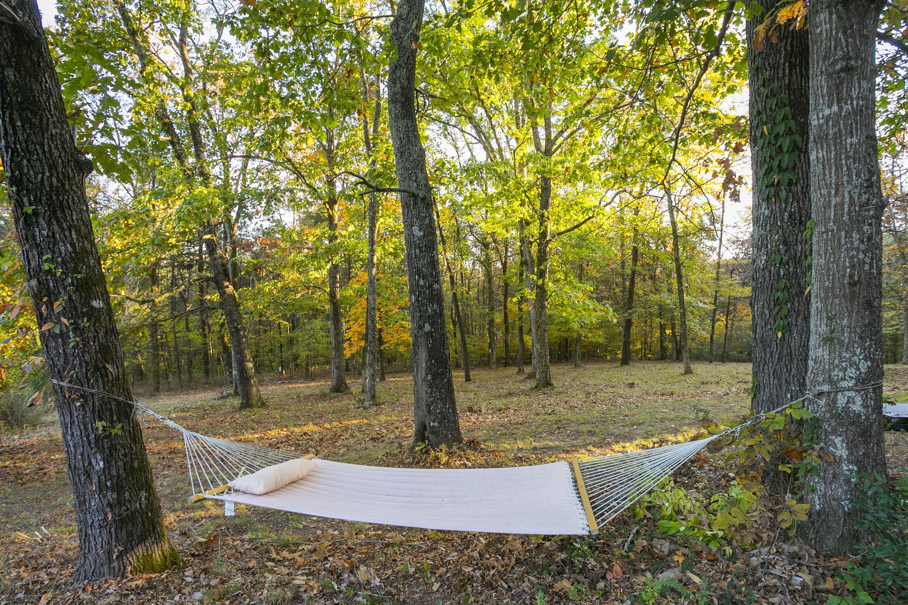 A hammock tied between trees in a forest.