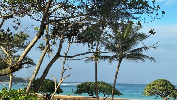 Une plage bord ée de palmiers, offrant une vue dégagée sur l’océan.