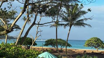 A beach with palm trees and a clear view of the ocean.