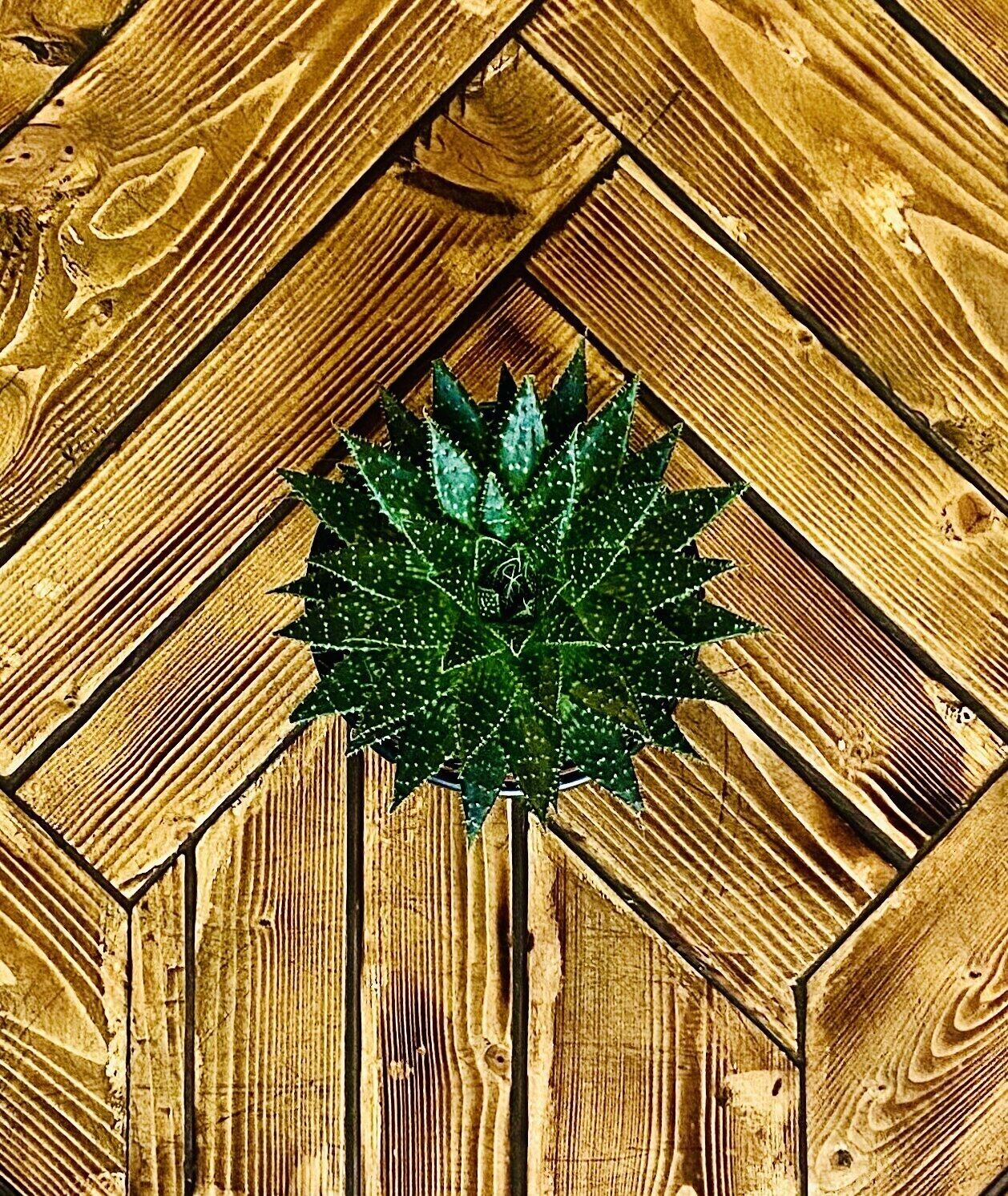 Photo - 248 Boutique Studios, Boutique Hotel, Sliema