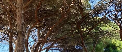 Beach nearby, sun-loungers