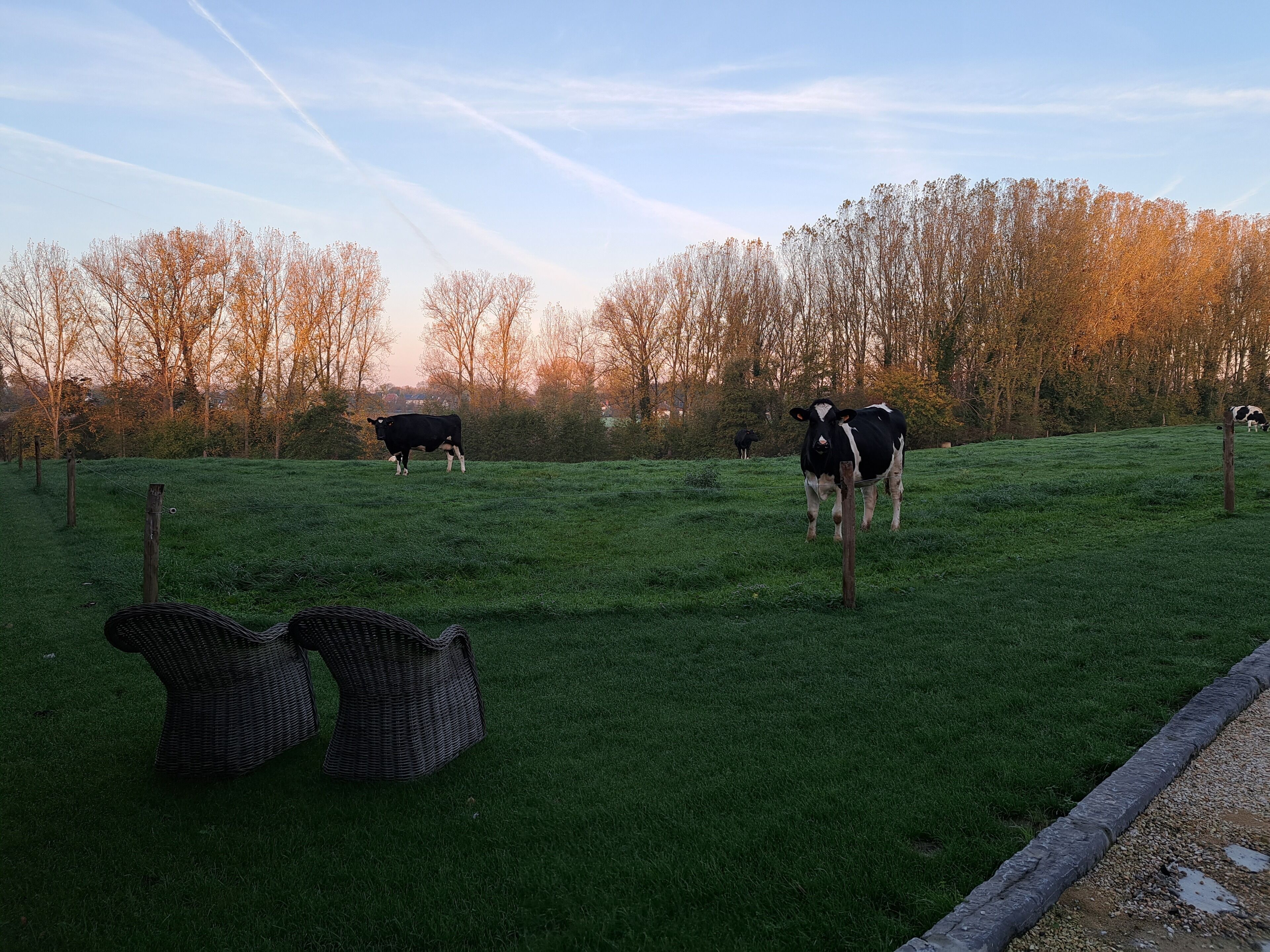 A grassy field with two cows and a fence.