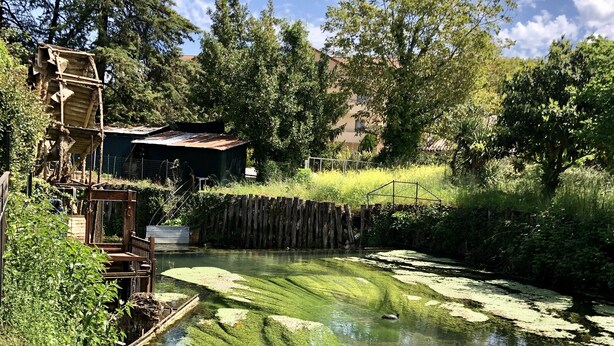 A pond with clear water and lily pads, surrounded by greenery and a wooden structure. - Albergo Mingone (Arpino)