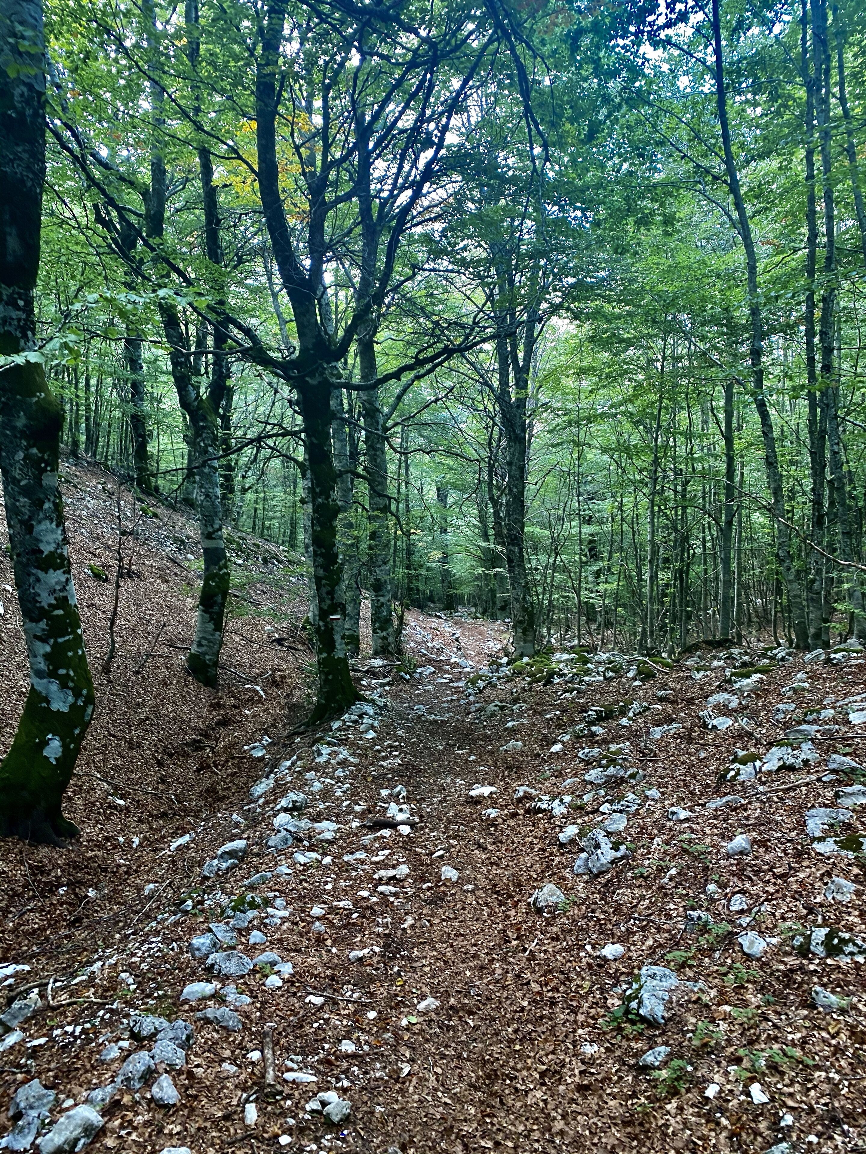 Een bospad met bomen en verspreide rotsen.