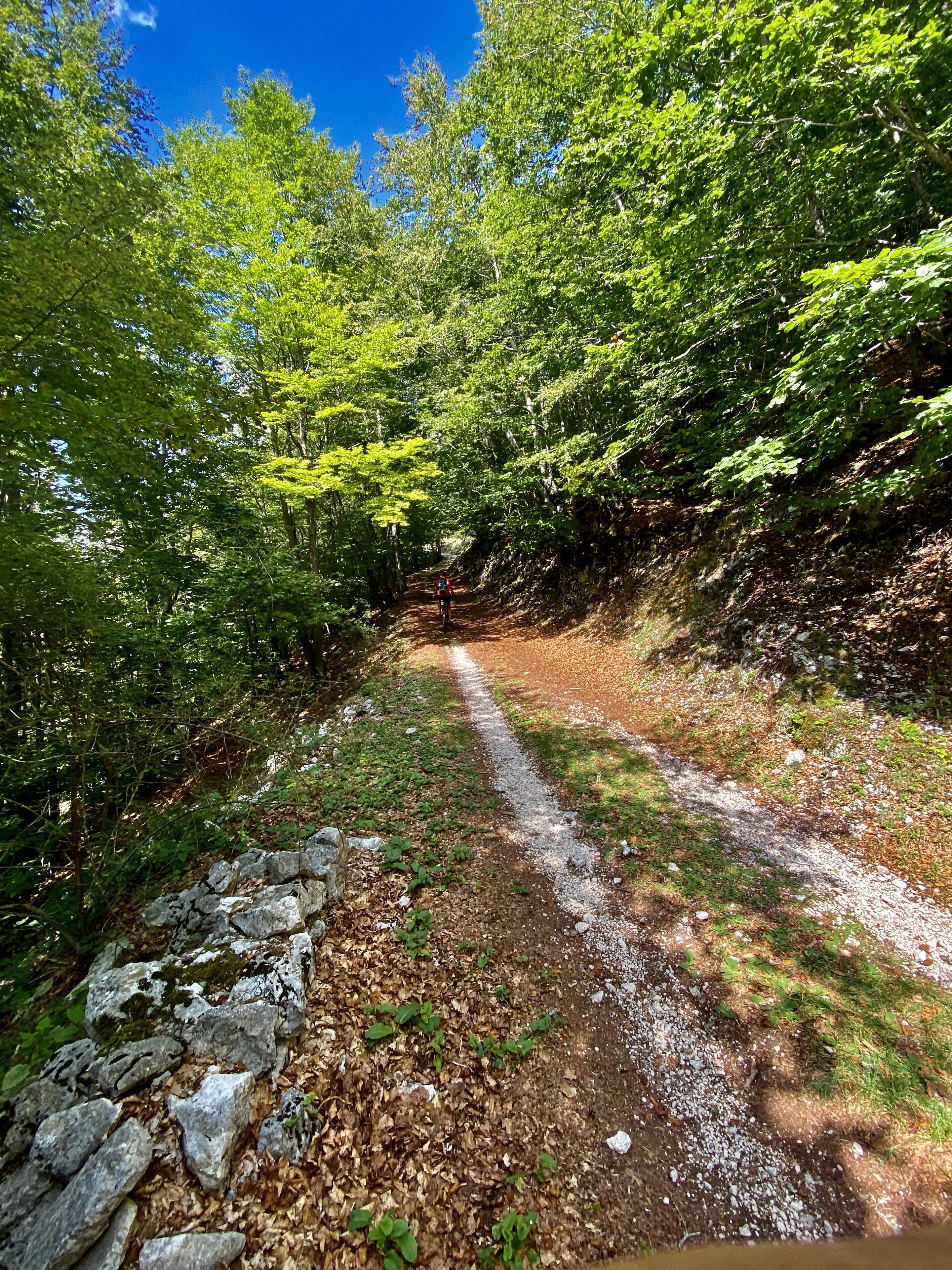 Ein schmaler Feldweg, umgeben von dichtem Grün.