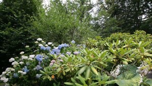 A garden with hydrangea bushes and large green foliage plants. - Vogelhütte by Interhome (Innsbruck)