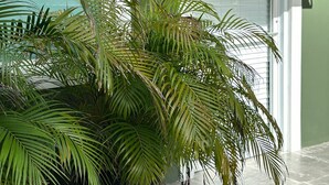 A potted palm plant in front of a building with a white door and a window with blinds. - Casa Condado Hotel & Residences (San Juan)
