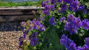 Vista al lago con flores moradas al frente y un cielo despejado.