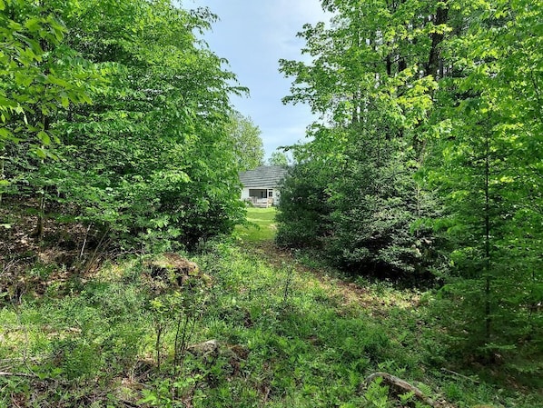 Uma casa rodeada por vegetação verde densa.