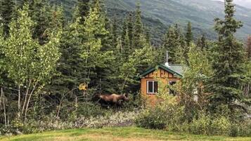 A cabin surrounded by dense forest and mountains.
