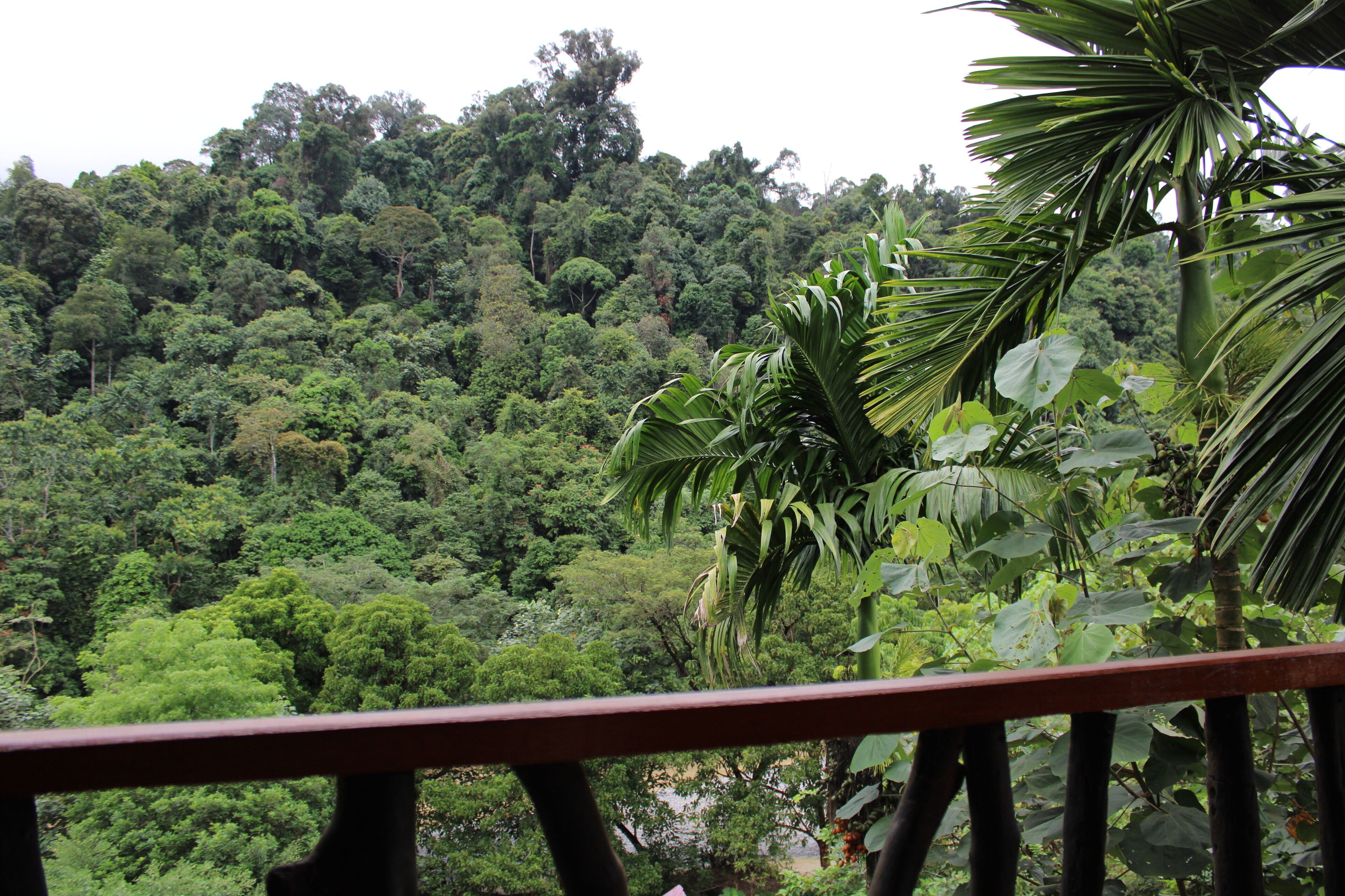 A lush green forested hillside with dense vegetation and a wooden railing in the foreground.