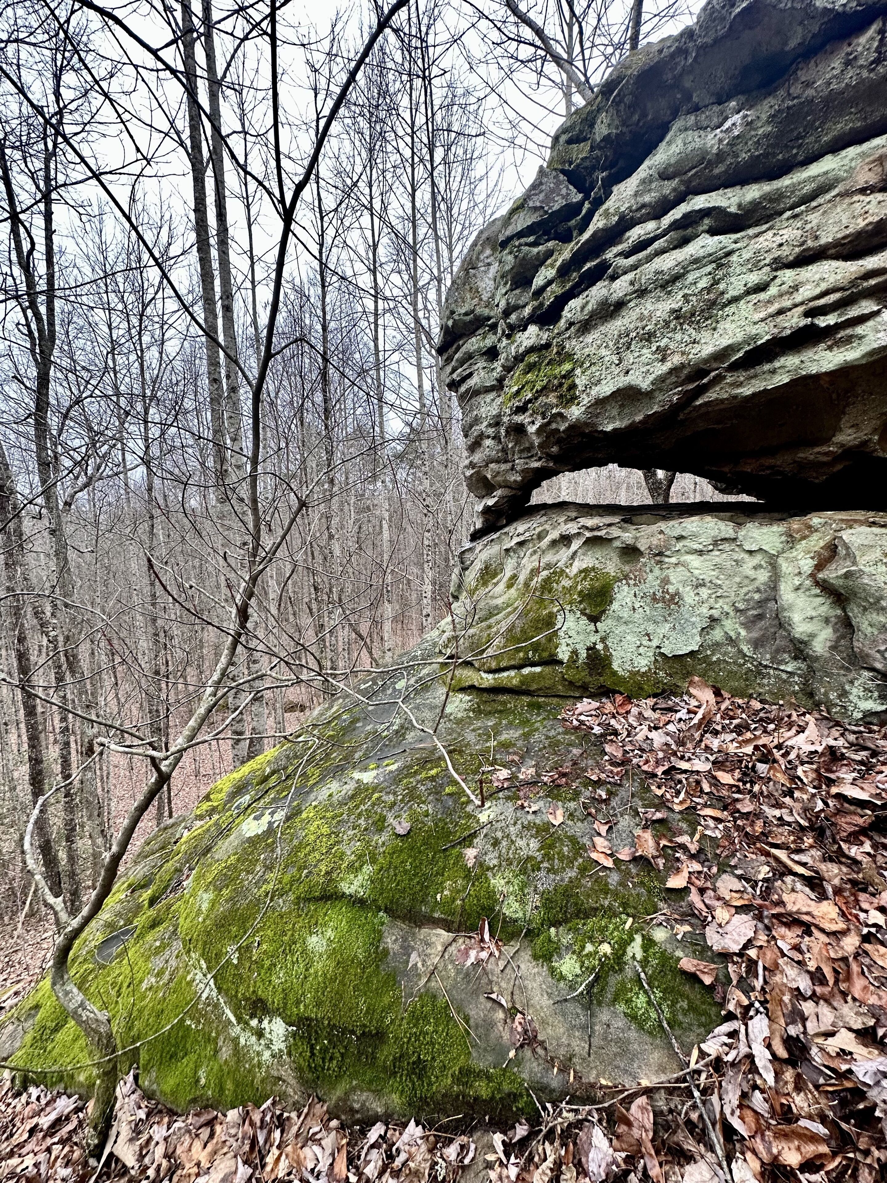 A moss-covered rock formation in a forest.