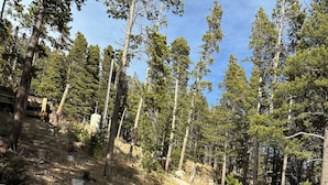 A wooden pathway in a forested area with trees and a clear sky.