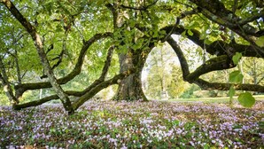 Un parque bordeado de árboles con el suelo cubierto de flores moradas.