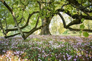 A tree-lined park with a ground covered in purple flowers.