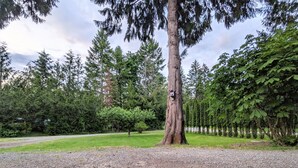 A paved pathway leading to a large tree with a birdhouse, surrounded by lush greenery and tall trees.