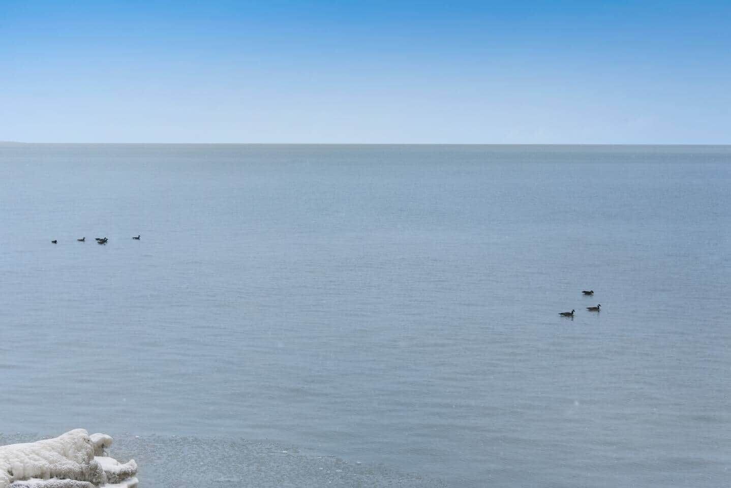 A calm body of water with several birds.