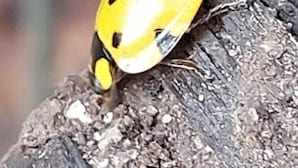 Un insecte jaune sur une surface texturée.