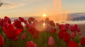 Een tulpenveld in de zonsondergang met een fontein op de achtergrond.
