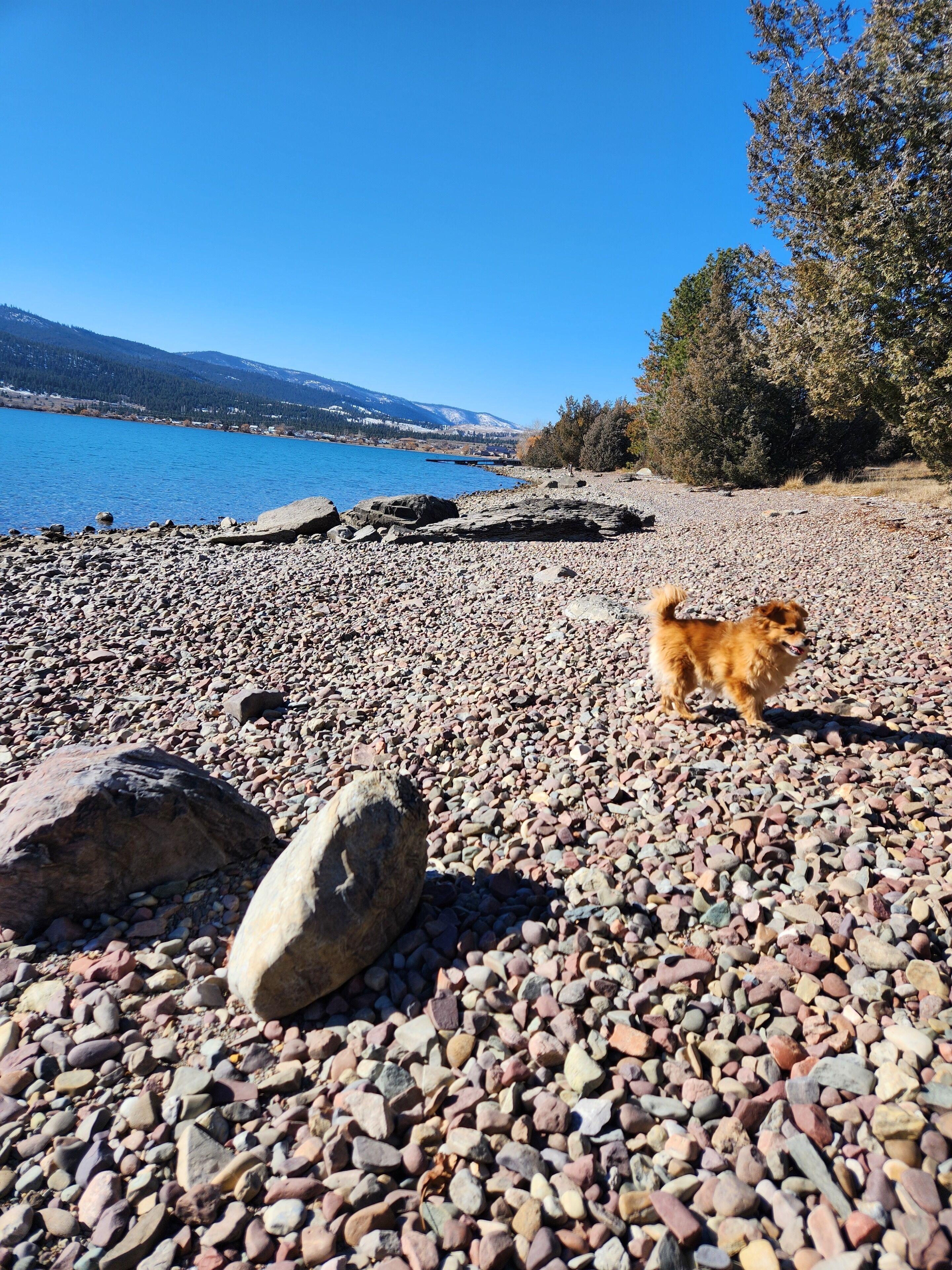 Ein Kiesstrand mit einem Hund, großen Felsen und einem klaren, blauen See mit Bergen im Hintergrund.