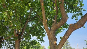 A large tree with a sign indicating a rental property. - Shady Rest in Hot Springs MT. (Hot Springs)